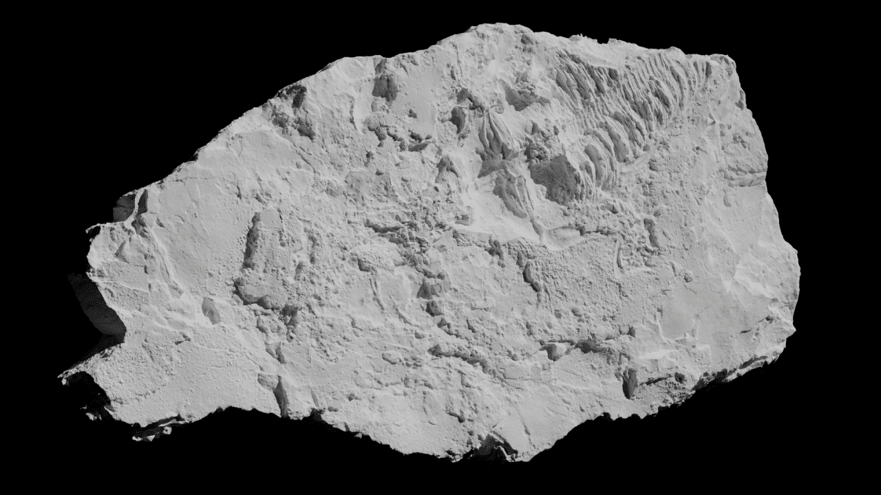 Réplica 3D en yeso blanco del fósil de lariosaurio descubierto en Cehegín, Murcia, España